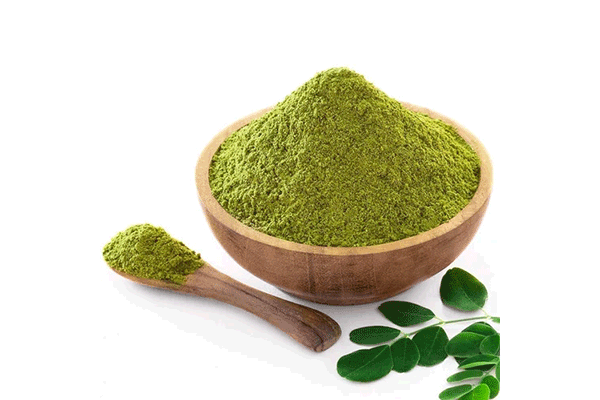 Moringa Powder Manufacturers in Madhya Pradesh
